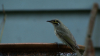 Yellow-faced Honeyeater