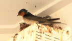 Welcome Swallow