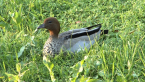 Male Wood Duck
