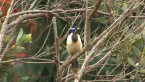 Blue-faced Honeyeater