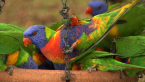 Rainbow Lorikeet