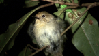 Large-billed Scrubwren