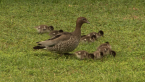 Female Wood  Duck