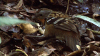 Australian Log Runner