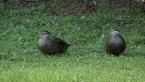 Pacific Black Duck