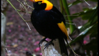 Male Regent Bowerbird