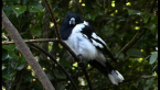 Pied Butcherbird