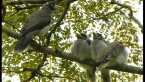 Noisy Miners