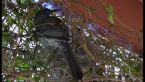 Brush Wattle Bird