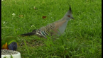Crested Pigeon