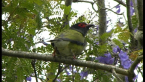 Australasian Figbird