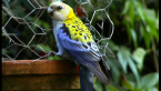 Pale-headed Rosella
