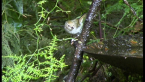 Brown Thornbill