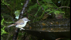 White-browed Scrubwren