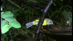 Pale-yellow Robin