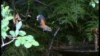 Rufous Fantail