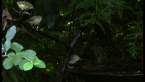 Striated Thornbills