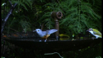 Black-faced Monarch
