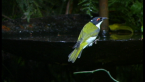 White-naped Honeyeater
