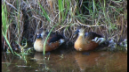 Wandering Whistling Ducks