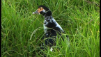 Muscovy Duck