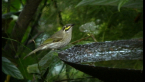 Yellow-faced Honeyeater