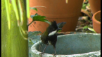 Whipbird