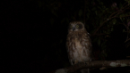 Southern Boobook