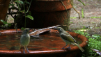Brown Honeyeaters