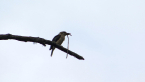 Kookaburra With Worm