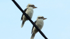 Laughing Kookaburras