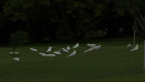Sulphur-crested Cockatoos