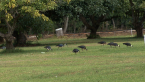 Straw-necked Ibis Flock