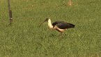Straw-necked Ibis