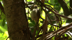 Large-Billed Scrubwren
