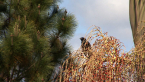 Eastern Koel