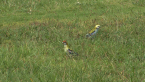 Pale-headed Rosellas