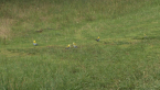 Pale-headed Rosella