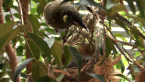 Lewin's Honeyeater at Nest