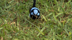 Male Superb Fairy-wren