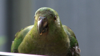 Female King Parrot