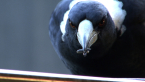 Australian Magpie