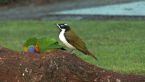 Blue-faced Honeyeater