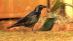 Torresian Crow