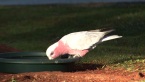 Galah