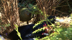 Female Satin Bowerbird