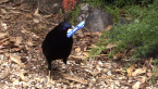 Male Satin Bowerbird
