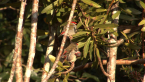 Red-browed Finches
