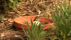 Brown Thornbill