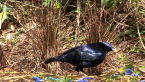Male Satin Bowerbird